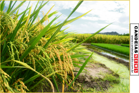 Federarroz sugere foco na exportação e redução de área de arroz