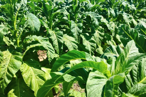 Comercialização do tabaco gera insegurança a fumicultores