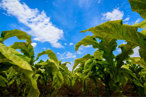Receita com exportação de tabaco subiu quase 18% entre janeiro e abril