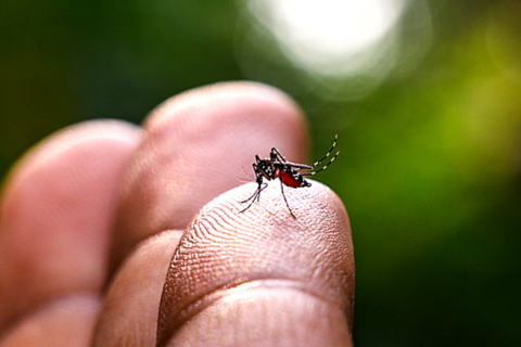 Saúde e Vigilância Sanitária:  Dengue | Conheça os principais sintomas